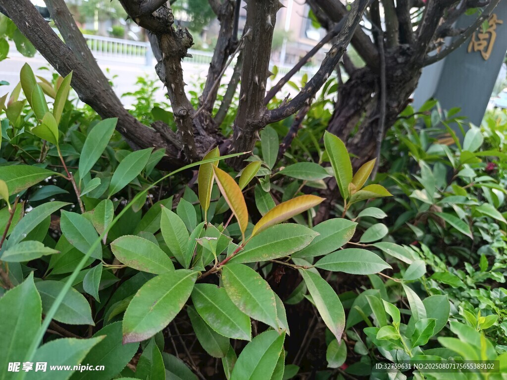 繁茂綠植中的多彩葉片