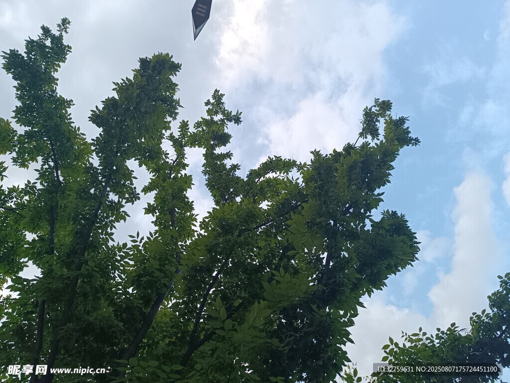 天空下的繁茂綠樹