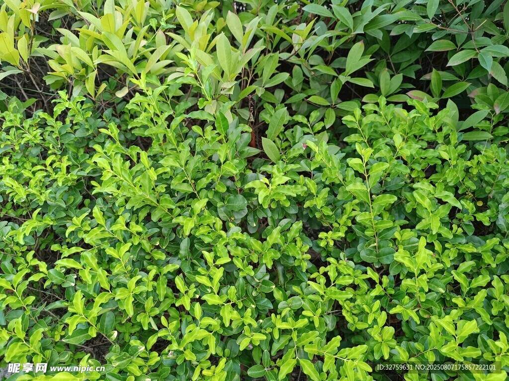 翠綠繁茂的植物景觀