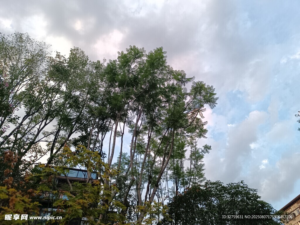 藍天白云下的茂密樹林