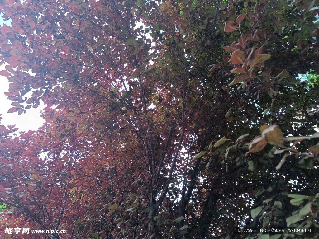 秋日斑斕樹林景色