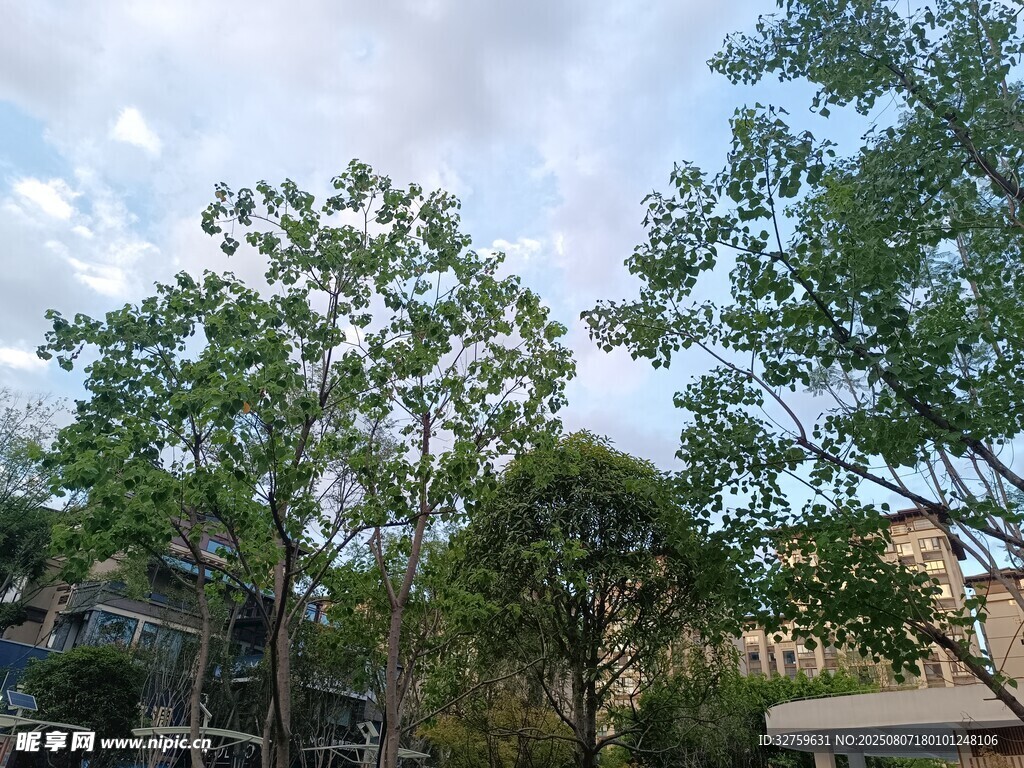 戶外綠樹與建筑景觀