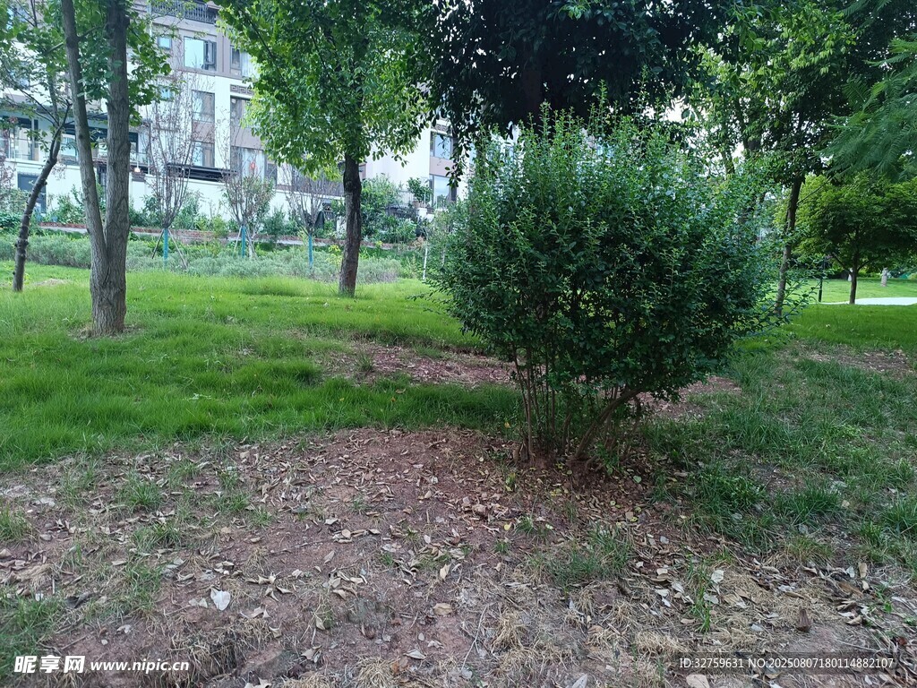公園中的翠綠灌木景觀