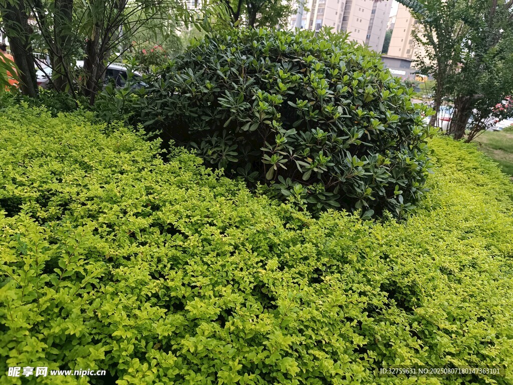 綠意盎然的灌木叢景觀