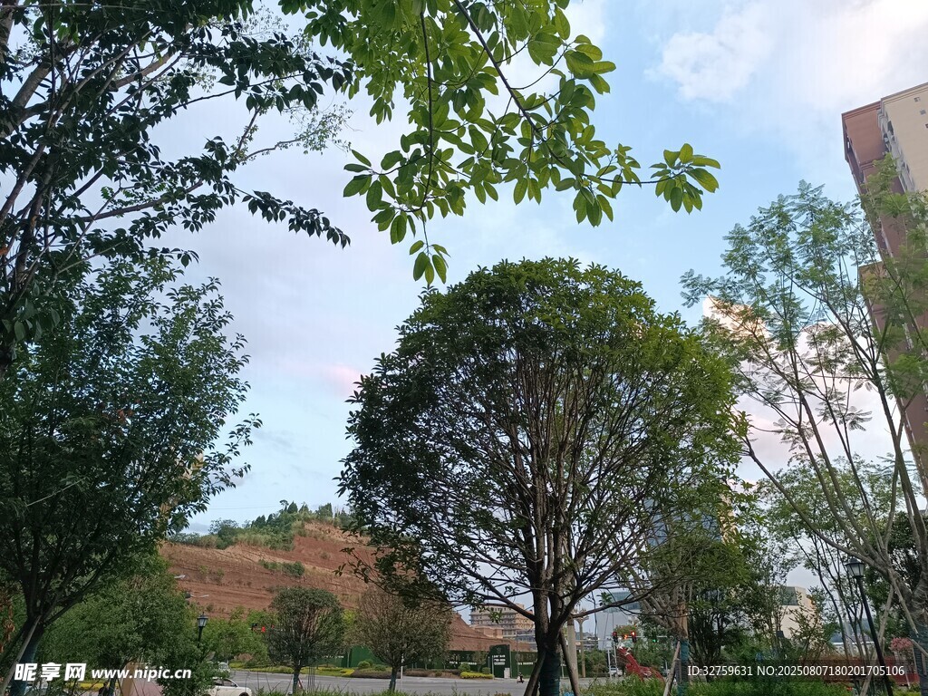 戶外綠樹藍天景致