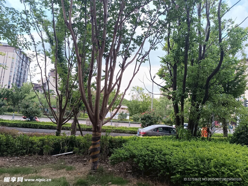 城市中的綠樹與灌木叢