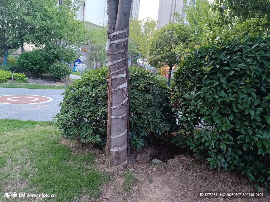 路邊樹木與繁茂綠植景觀