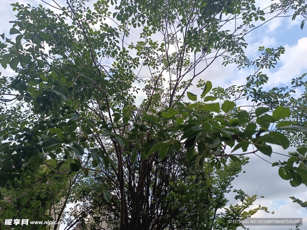 夏日綠樹藍天景致