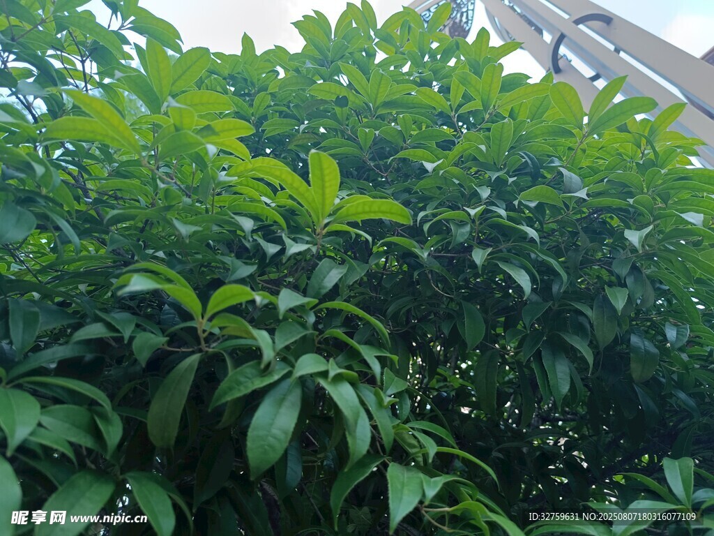 繁茂綠葉的植物景象