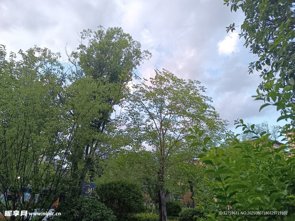 綠意盎然的樹林景觀