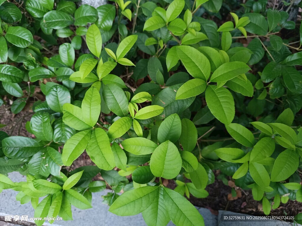 嫩綠植物生機(jī)盎然