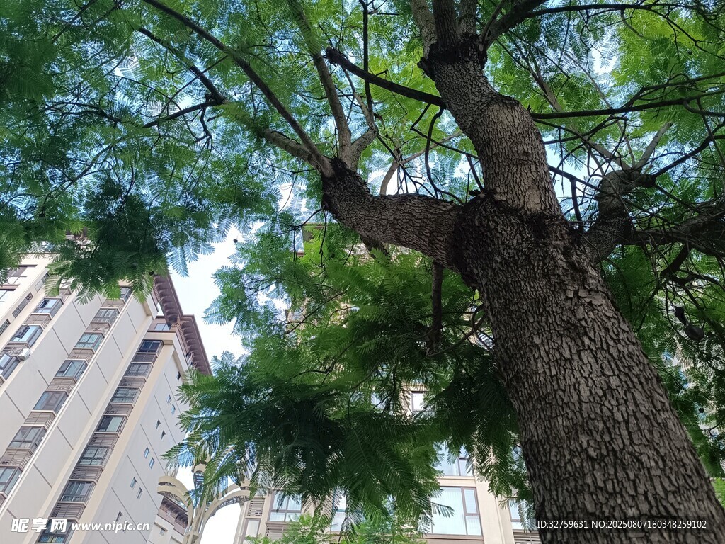 城市中茂盛的高大樹木
