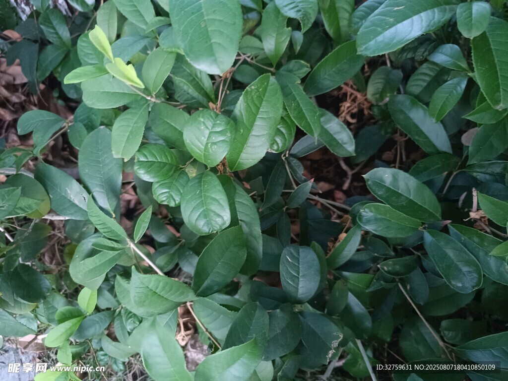 綠葉叢生的低矮植物
