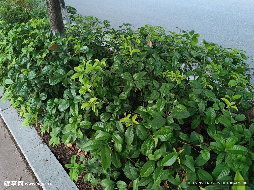 路邊翠綠繁茂的綠植景觀