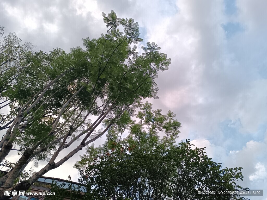 樹梢之上的藍天白云