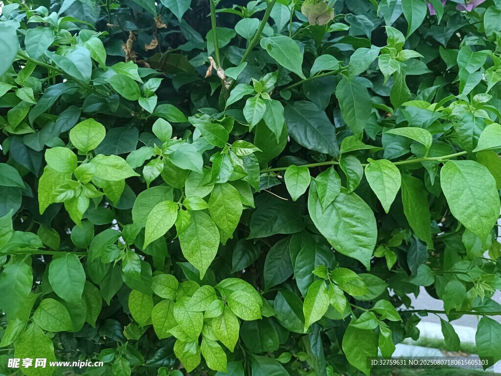 翠綠繁茂的植物葉片