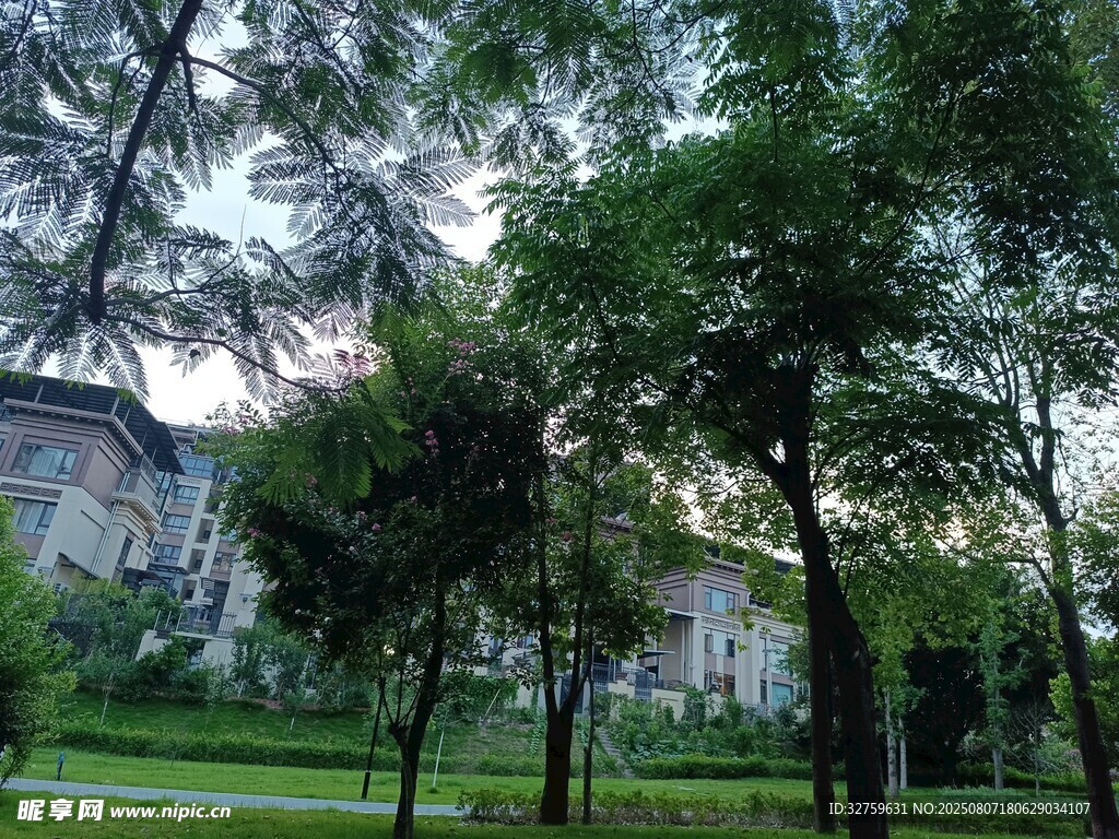 校園綠意盎然的樹木景觀