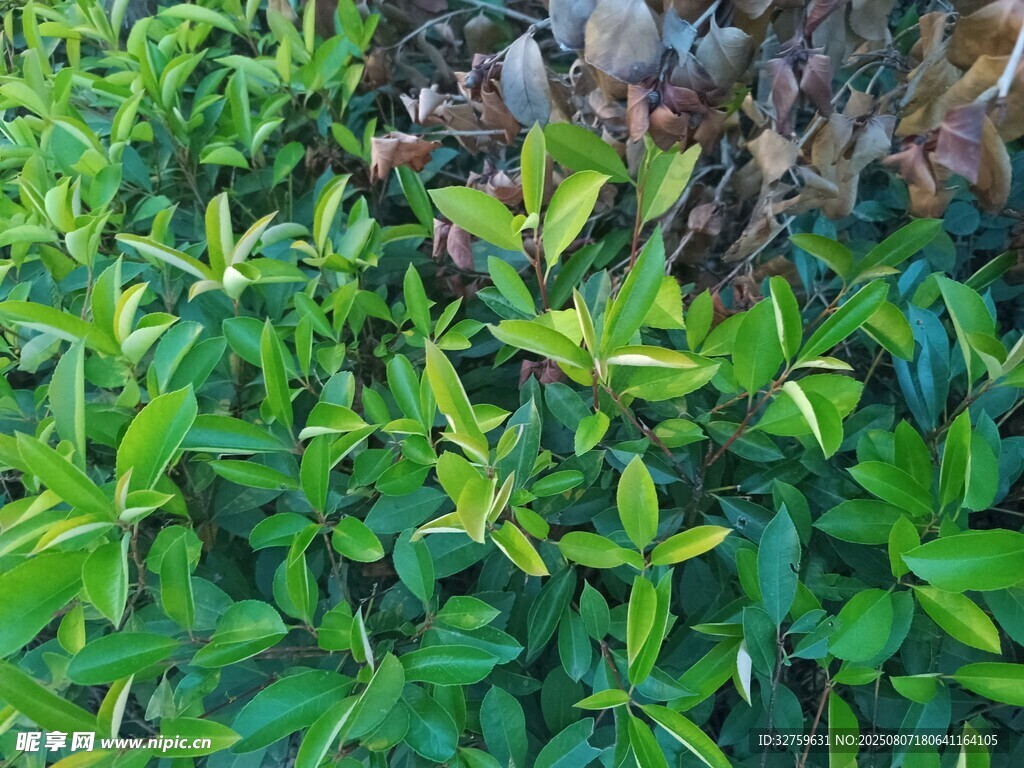翠綠繁茂的植物景觀