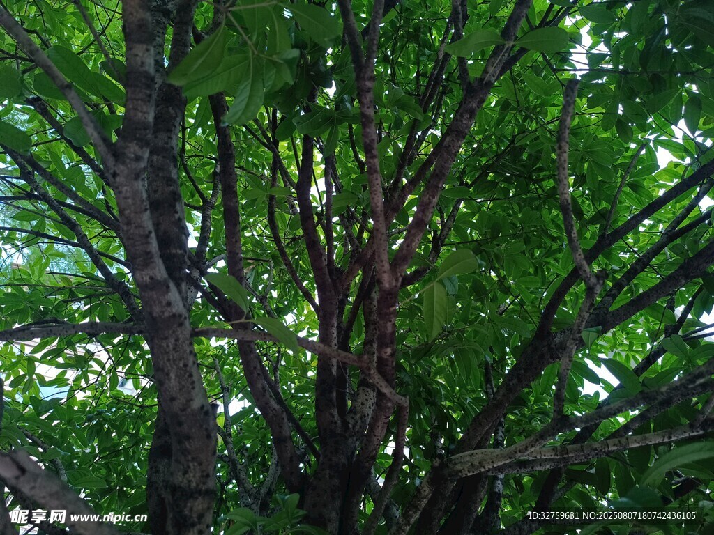 繁茂綠樹