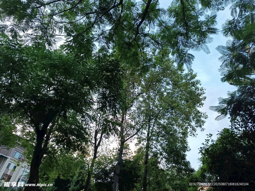 夏日繁茂樹林景象