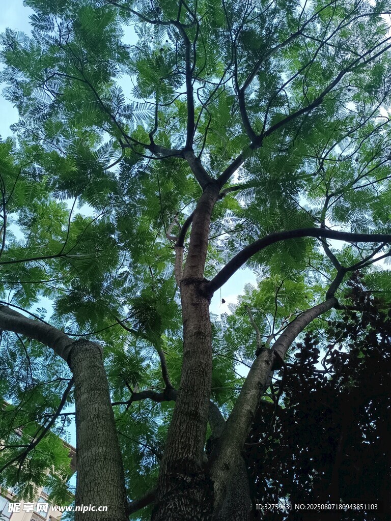 高大繁茂的綠色樹(shù)木