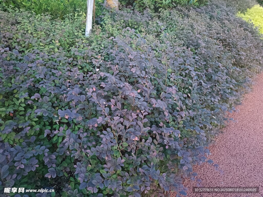 路邊的紫色灌木叢