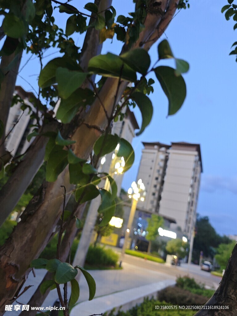 夜幕下的城市綠植景觀