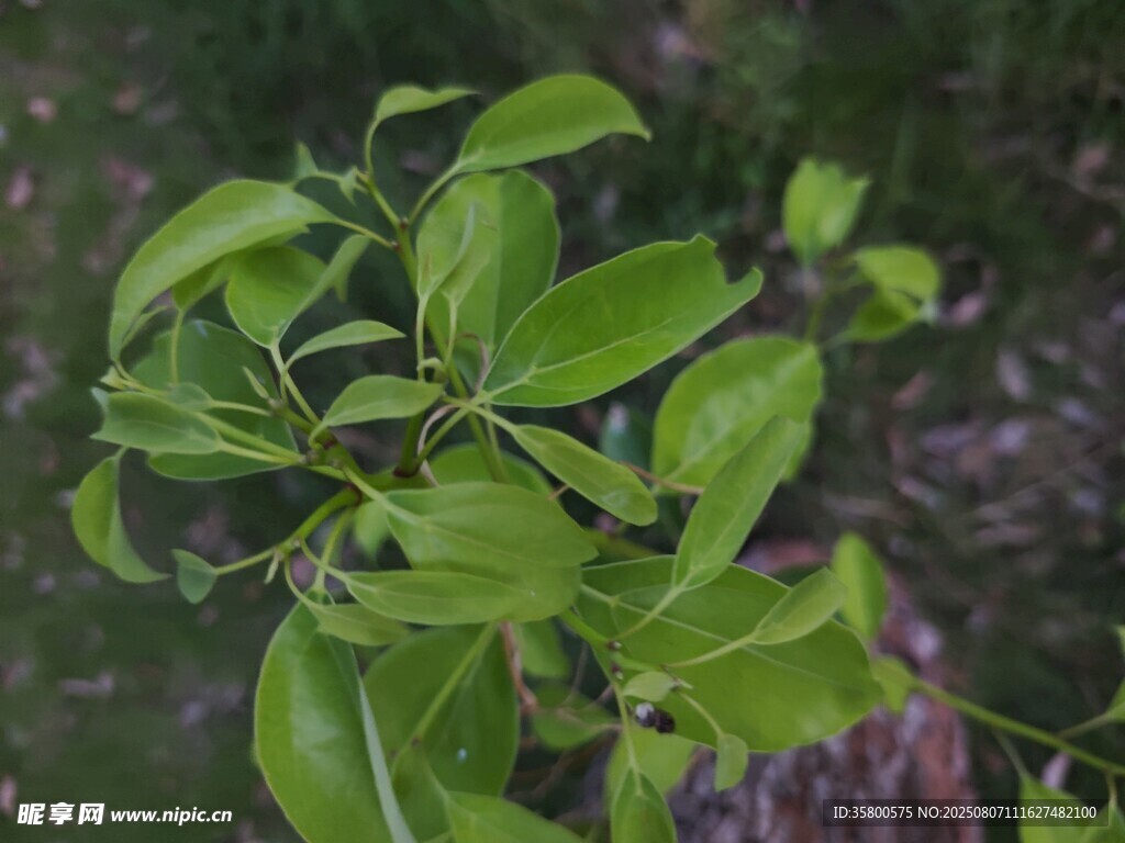 嫩綠枝葉特寫