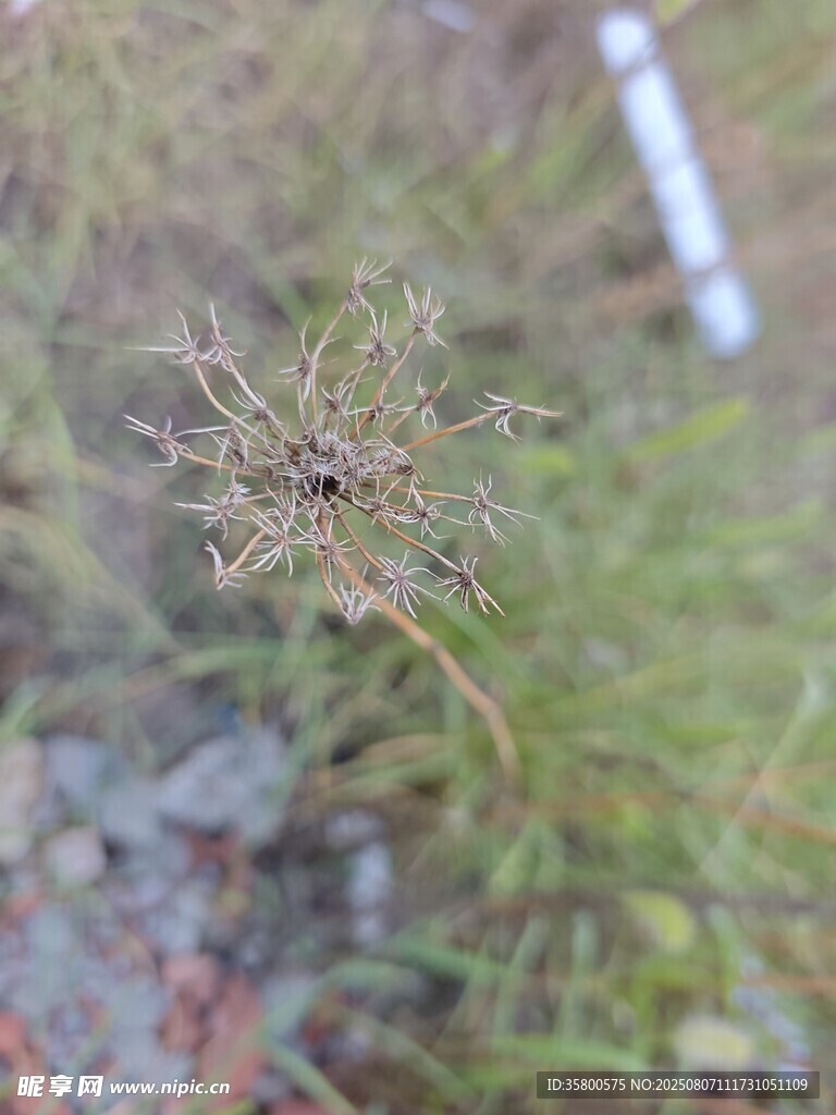 野外的一株植物