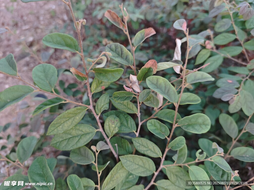 綠葉繁茂的植物景象
