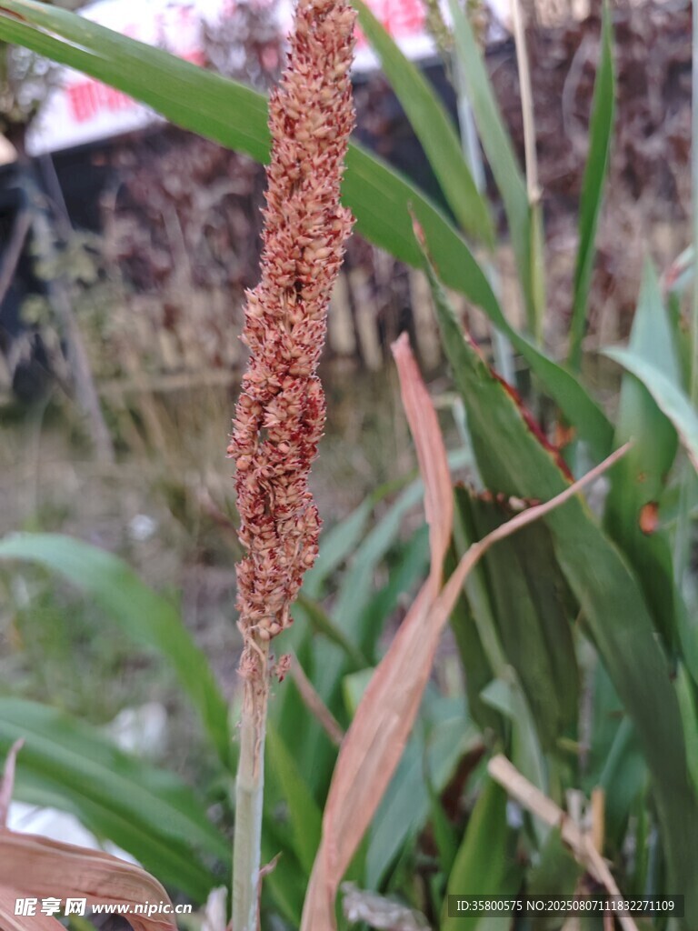 成熟的谷穗