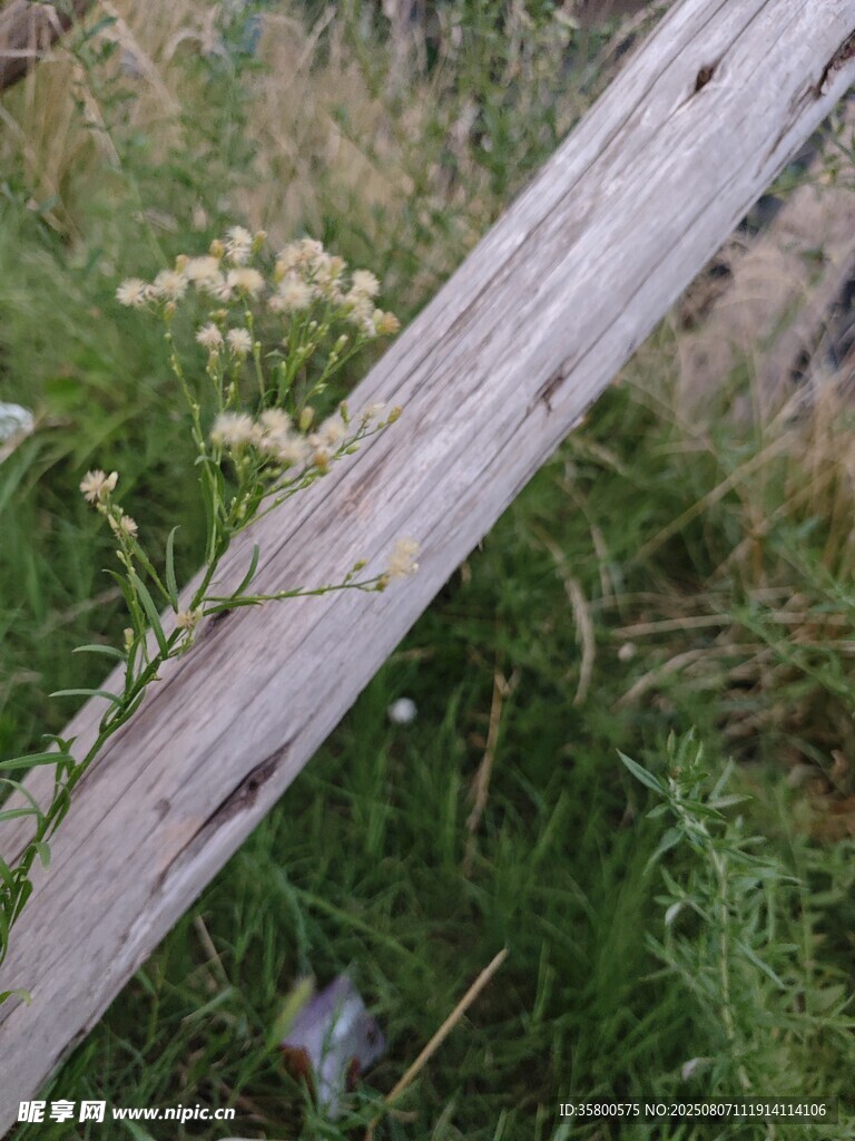老舊木桿旁的繁茂野草