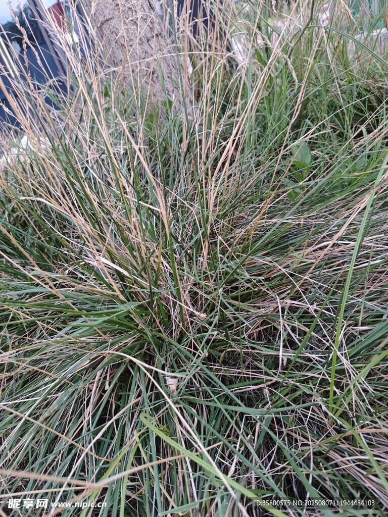 叢生野草特寫