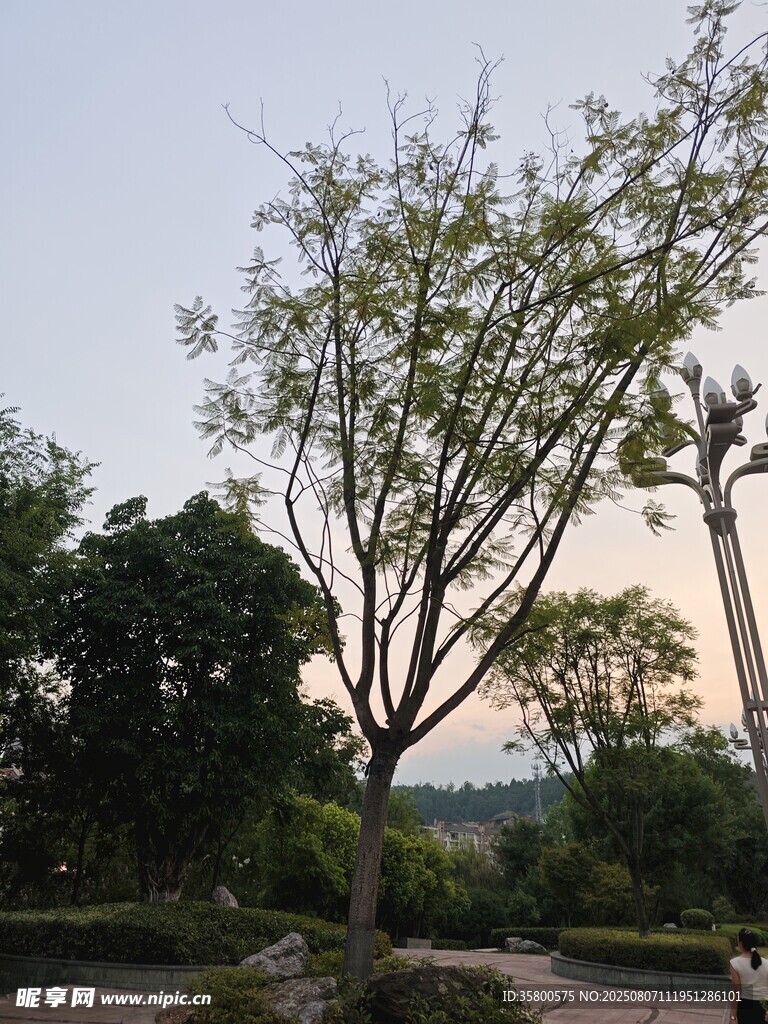 黃昏下的樹木與遠(yuǎn)處景致
