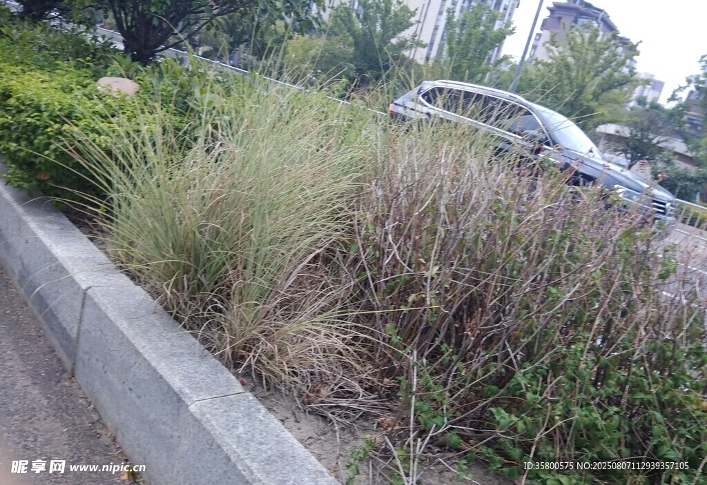 路邊茂盛的草叢與車輛