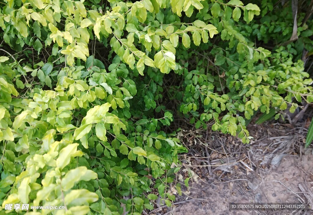 翠綠繁茂的灌木叢