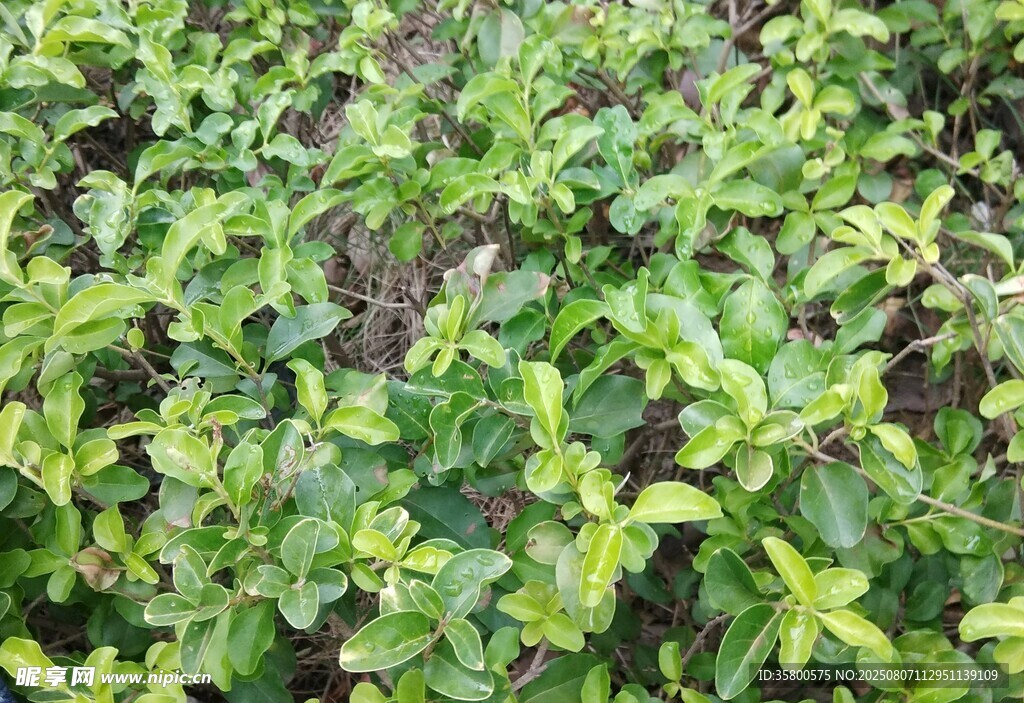 翠綠繁茂的植物景觀