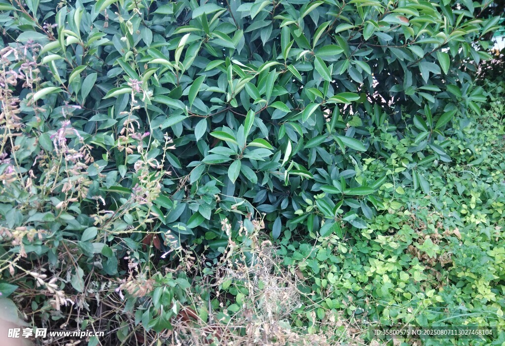 茂密綠植景觀