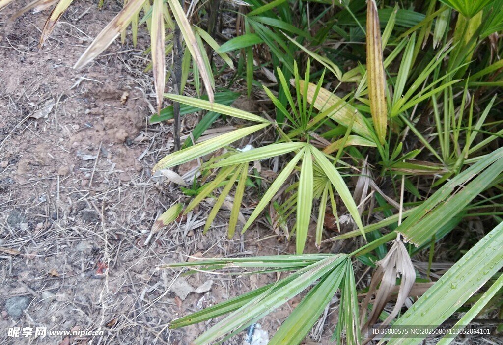 翠綠竹葉展現自然生機