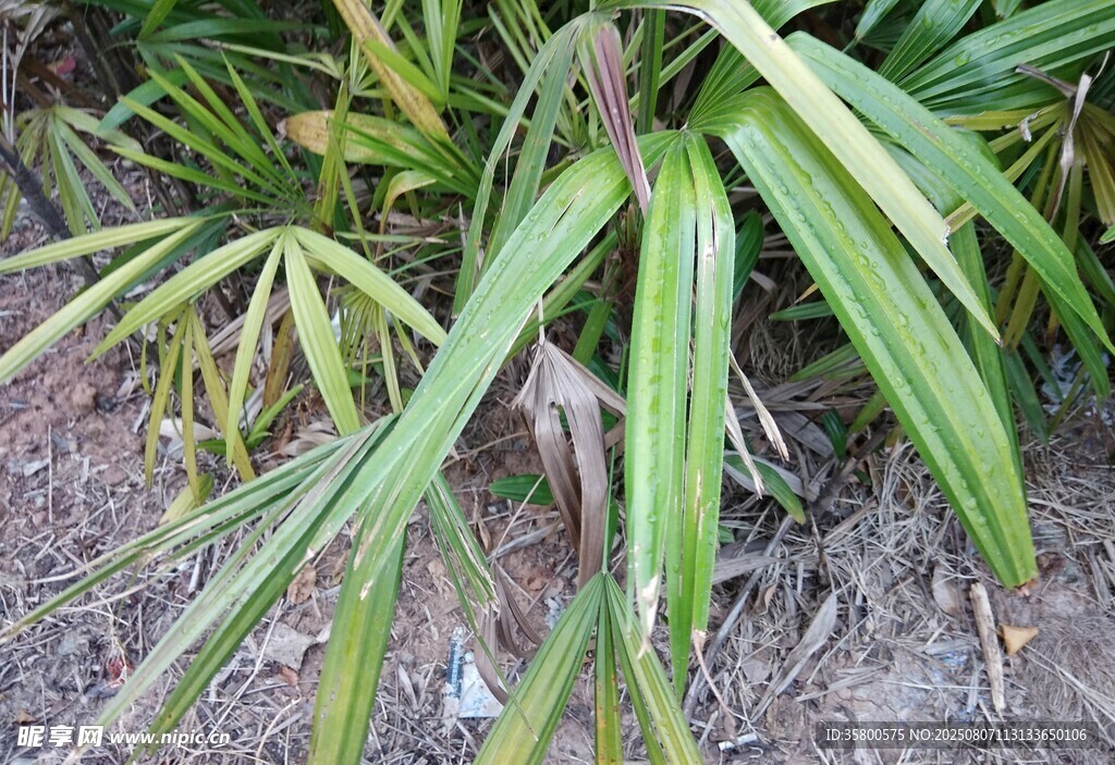 黃綠相間葉片的植物