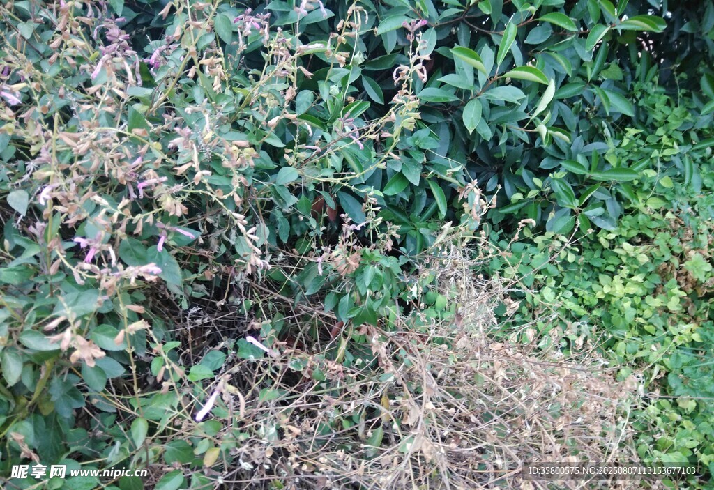 野外繁茂的紫色植物