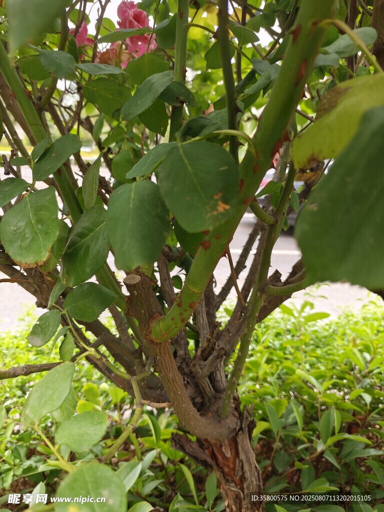 綠葉繁茂的植物枝干