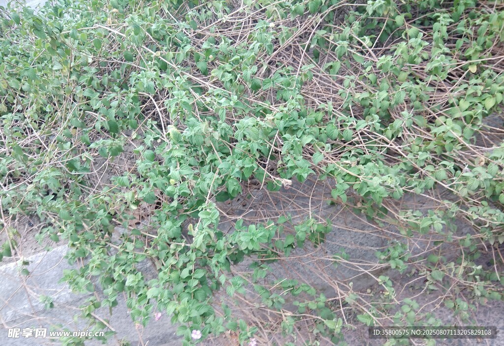地面上的綠色植物叢