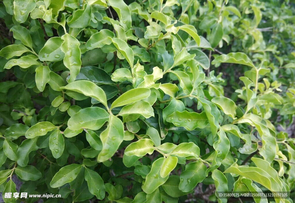 翠綠繁茂的植物葉片
