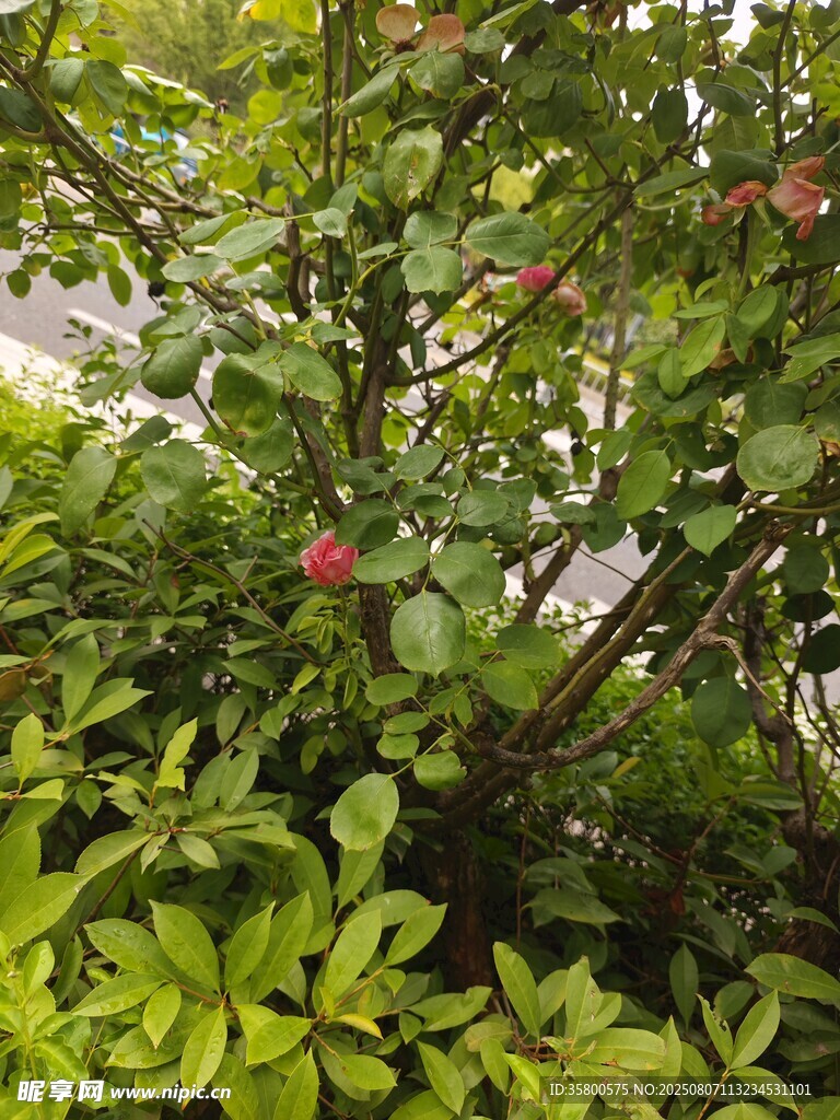 綠葉叢中的嬌艷紅花
