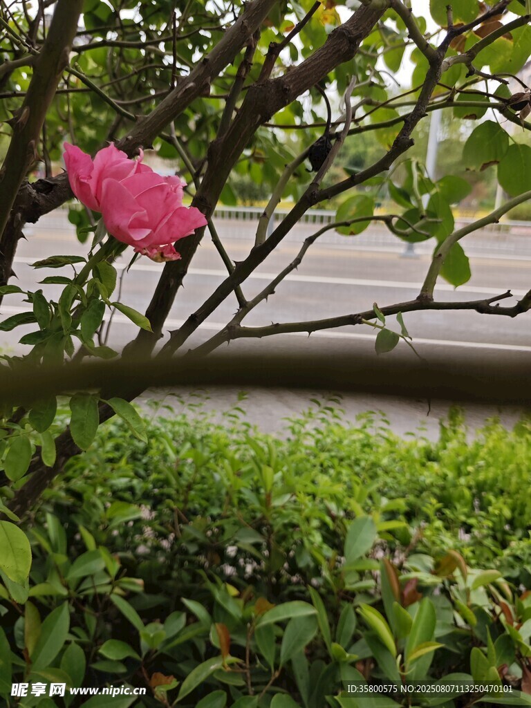 枝頭綻放的嬌艷粉色花朵