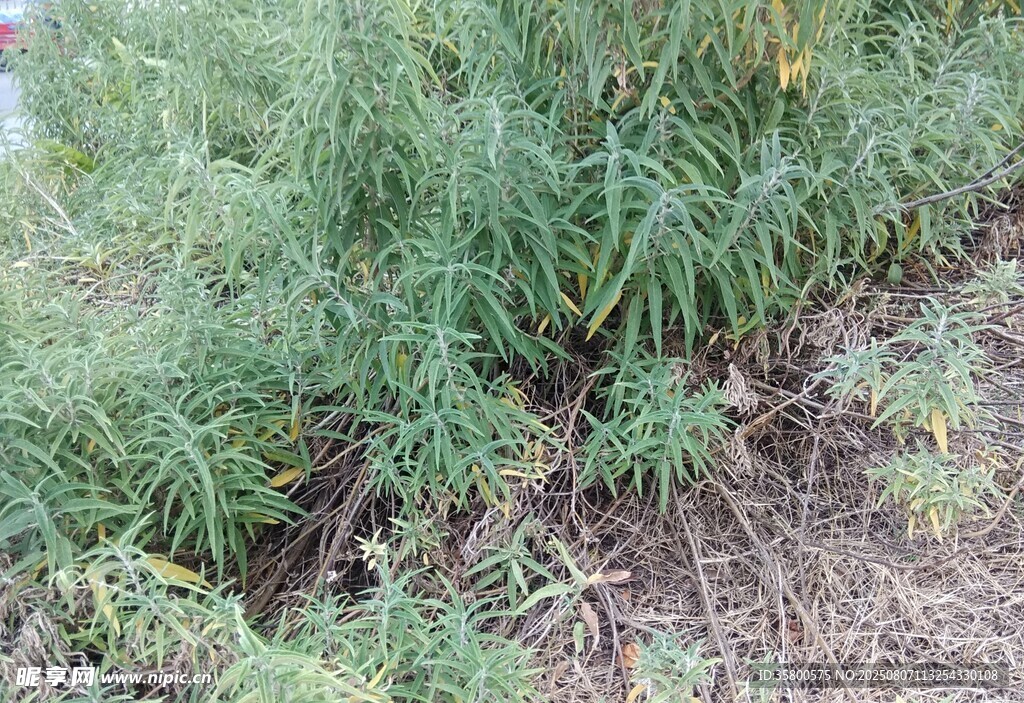 野外叢生的綠色植物