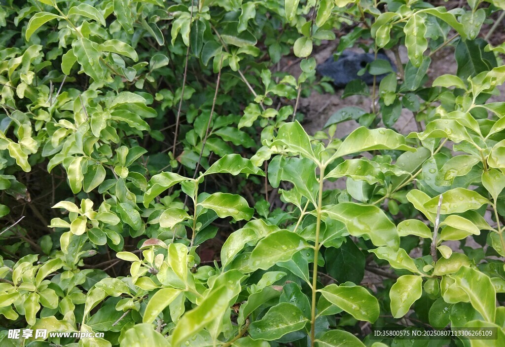 翠綠繁茂的植物景觀