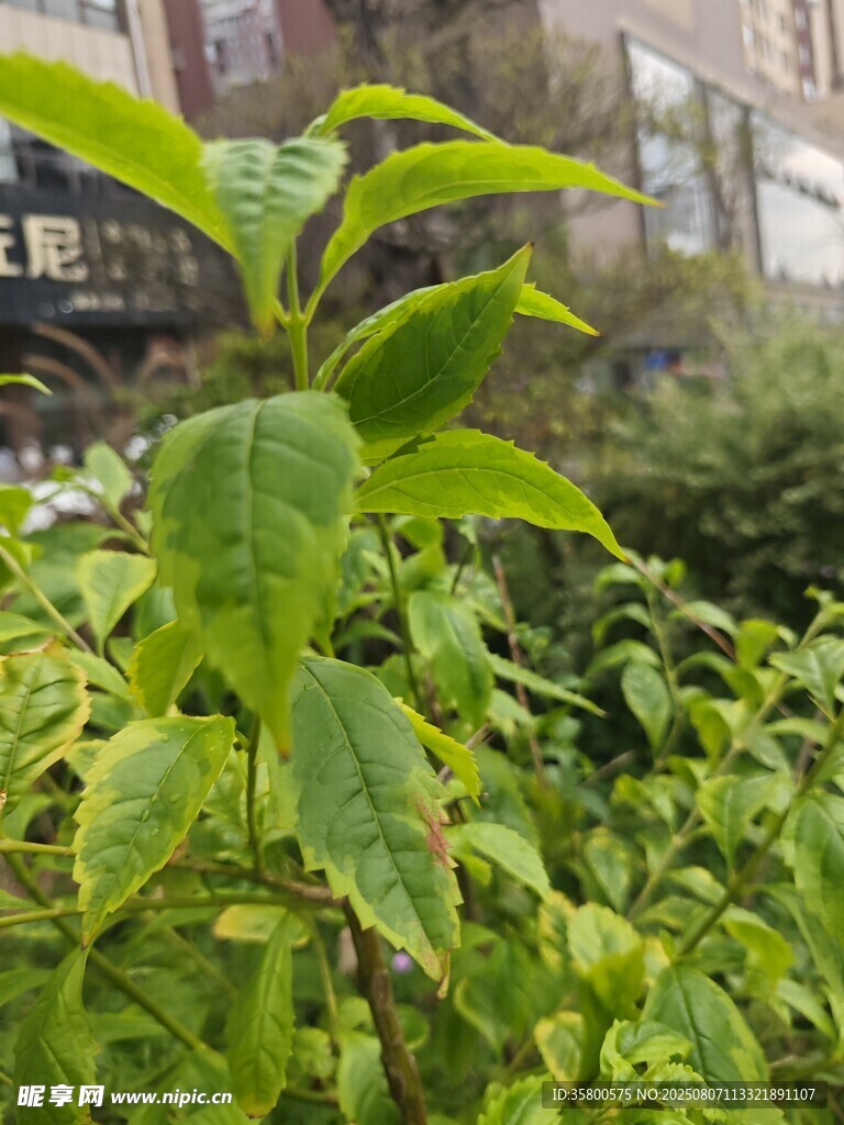嫩綠葉片的清新植物