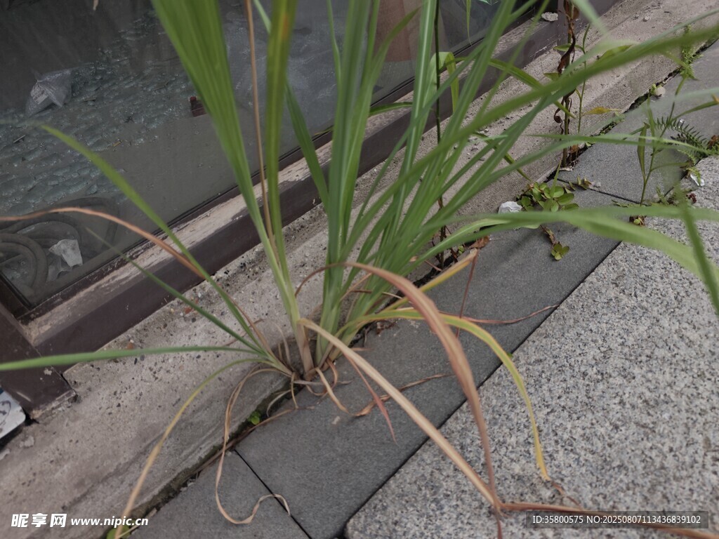 磚縫中生長的嫩綠植物